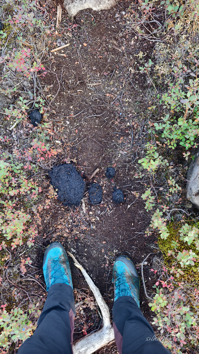Плато Путорана медведи