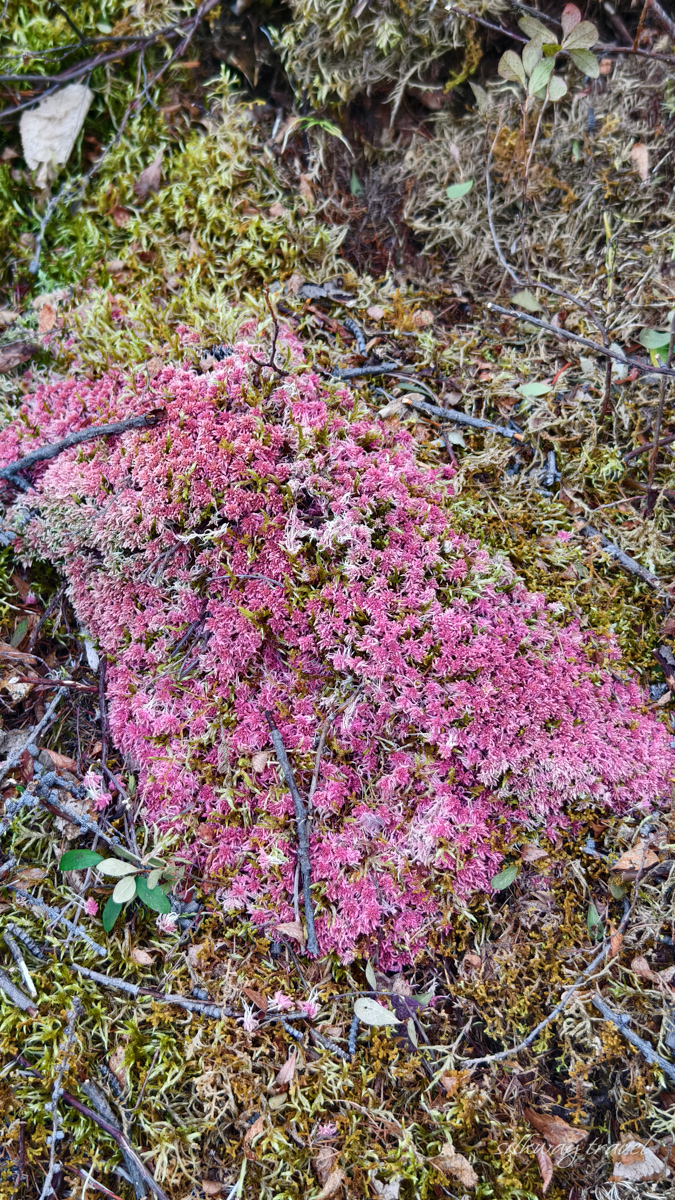 Плато Путорана: флора