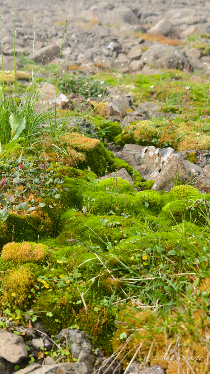 Плато Путорана : флора