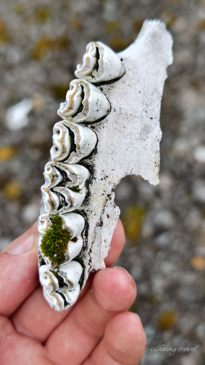 Плато Путорана: северный олень